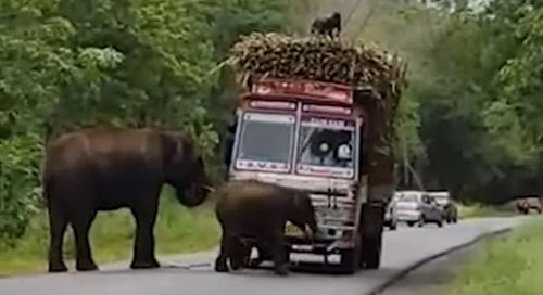 Водители грузовиков с сахарным тростником вынуждены платить «налог» слонам
