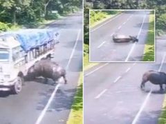Носорог хотел перейти дорогу, но вместо этого врезался в грузовик