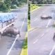 Носорог хотел перейти дорогу, но вместо этого врезался в грузовик