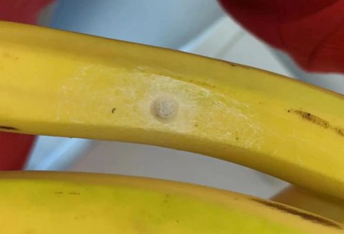 Белое пятнышко на банане оказалось паучьим гнездом