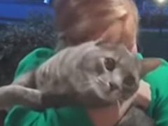 Хозяйка эмоционально отреагировала на возвращение потерявшегося кота домой