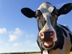 Интимная смазка, изготовленная из коровьей слюны, поможет предотвратить многие заболевания