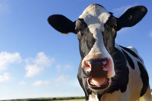 Интимная смазка, изготовленная из коровьей слюны, поможет предотвратить многие заболевания