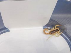 Скорпион спрятался в багаже туриста, а после ужалил мужчину в ногу