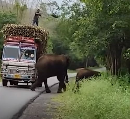 Водители грузовиков с сахарным тростником вынуждены платить «налог» слонам