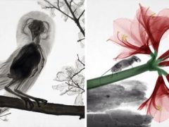 Художник делает рентгеновские снимки животных, помогая людям по-новому взглянуть на природу