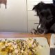 Собака съела еду, предназначенную для обучающего видеоролика