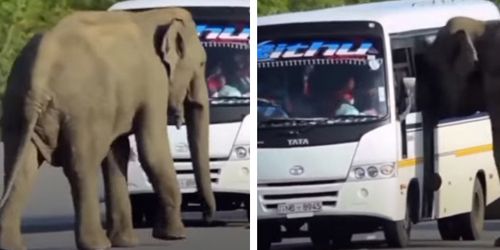 Слон вознамерился влезть в автобус, но его не прокатили