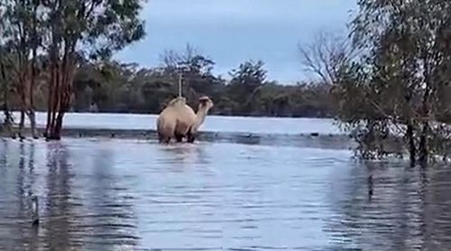 Пожарные спасли верблюда от наводнения