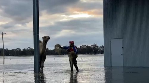 Пожарные спасли верблюда от наводнения