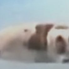 Питбуль спас щенка, упавшего в бассейн и чуть не утонувшего