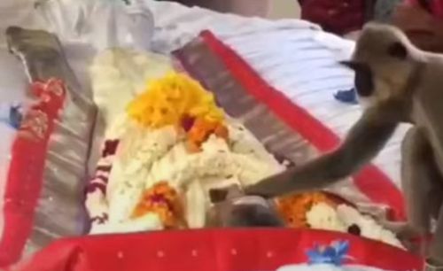 Печальная обезьяна пришла на похороны человека, который долгие годы кормил её