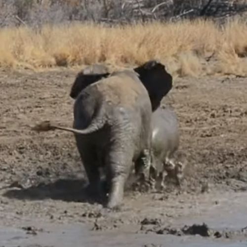 Слон напал на бегемота и не дал ему принять грязевую ванну