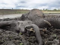 Неравнодушные люди спасли слониху и слонёнка, увязших в грязи