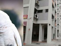 Женщине пришлось продать квартиру из-за шумного попугая