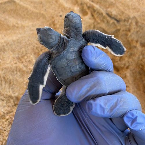 Спасатели нашли удивительную двухголовую черепаху-мутанта