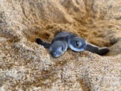 Спасатели нашли удивительную двухголовую черепаху-мутанта