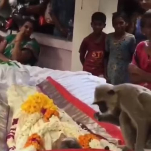 Печальная обезьяна пришла на похороны человека, который долгие годы кормил её