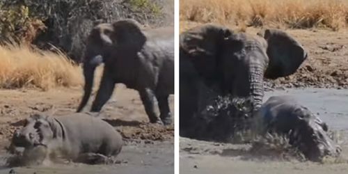 Слон напал на бегемота и не дал ему принять грязевую ванну