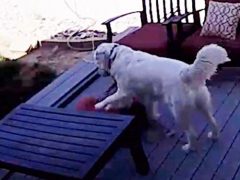 Пёс, крадущий подушки, попадается с поличным благодаря камере видеонаблюдения