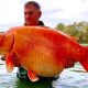 Удачливый рыбак поймал золотую рыбку, которая, возможно, является самой крупной в мире