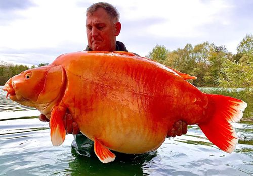 Удачливый рыбак поймал золотую рыбку, которая, возможно, является самой крупной в мире