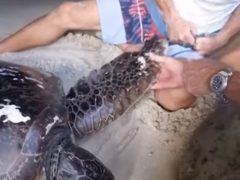 Туристы спасли морскую черепаху, запутавшуюся в верёвке