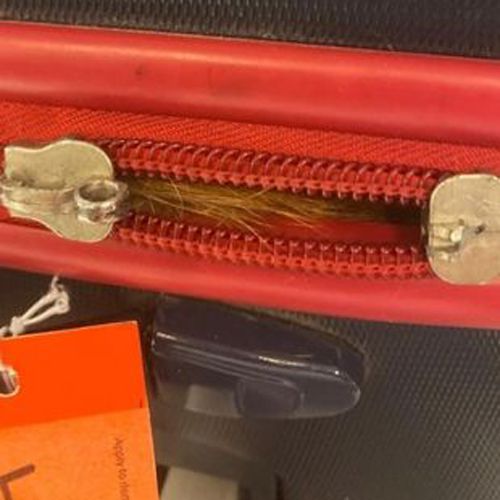 Проверив чемодан пассажира, сотрудники аэропорта обнаружили внутри живую кошку