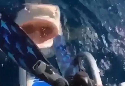 Женщина нос к носу столкнулась с акулой, но счастливо избежала её зубов