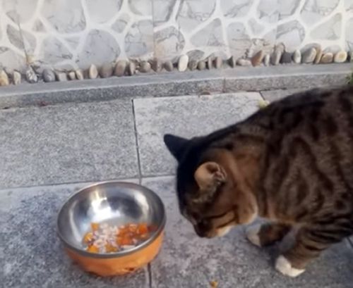 Бездомная кошка подарила своей благодетельнице сушёную рыбу