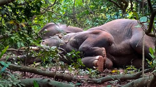 Слонов, упившихся заготовкой для ликёра, пришлось будить с помощью барабанов