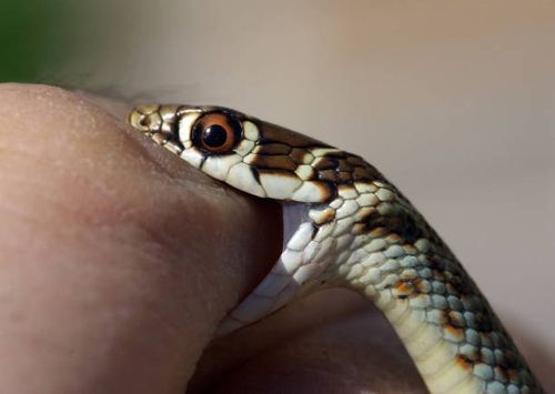 Спасая дочку от ядовитой змеи, мать получила три смертельных укуса