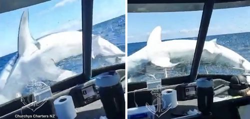 Рыбаки слишком близко познакомились с акулой, которая выпрыгнула из воды на нос лодки
