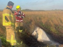Пожарные спасли пони, завязшего в илистом болоте