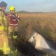 Пожарные спасли пони, завязшего в илистом болоте