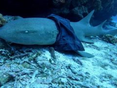 Эксперты ищут «немодную» акулу, нацепившую на себя женскую юбку