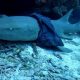 Эксперты ищут «немодную» акулу, нацепившую на себя женскую юбку