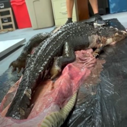 Вскрыв убитого бирманского питона, учёные обнаружили у него в желудке аллигатора