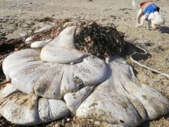 Странный «инопланетный» организм, выброшенный на берег, может быть желудком кита
