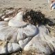 Странный «инопланетный» организм, выброшенный на берег, может быть желудком кита