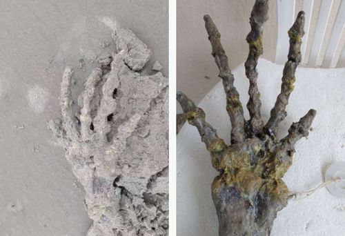 Учёный считает, что найденный на пляже скелет «инопланетной» руки принадлежит не человеку