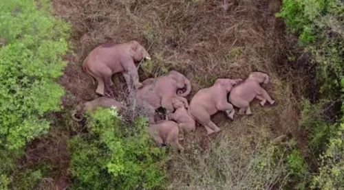 Слонов, упившихся заготовкой для ликёра, пришлось будить с помощью барабанов