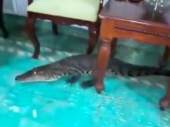 Крокодила, спрятавшегося под диваном, вымели из дома щёткой
