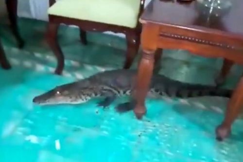 Крокодила, спрятавшегося под диваном, вымели из дома щёткой
