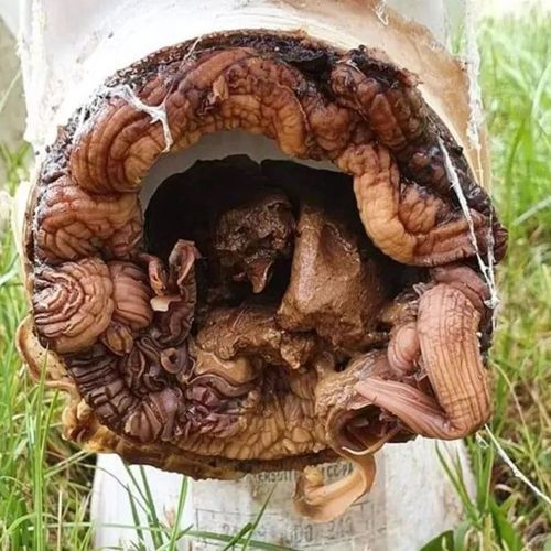 Устраняя засор, сантехник обнаружил в унитазе жуткий «инопланетный» гриб