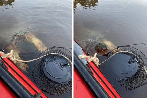 Рыбачившие женщины сравнили приплывшую к ним черепаху с водным монстром