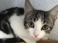 Ветеринары выяснили, что у попавшей в приют бездомной кошки нет половых органов