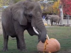 Слонам в зоопарке разрешили не только угоститься тыквами, но и разгромить их