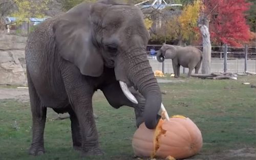 Слонам в зоопарке разрешили не только угоститься тыквами, но и разгромить их