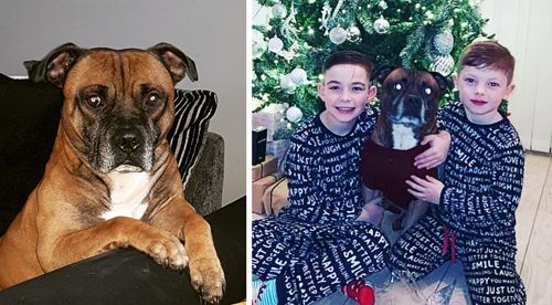 Мама двоих сыновей отменила Рождество, потратив все лишние деньги на лечение домашнего пса